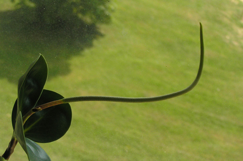 پپرومیا ابلق